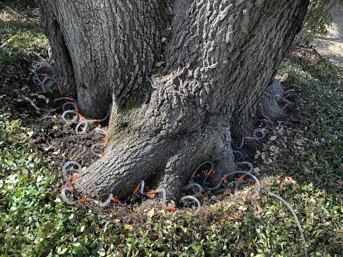 Detailed Tree Cabling and Bracing job site in Sargentville